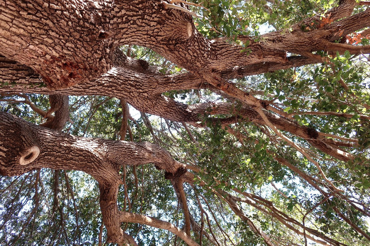 Carvalho-kermes (Quercus calliprinos) — foto real da espécie