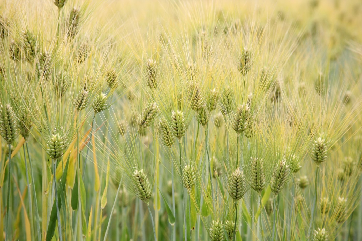 Cevada (Hordeum vulgare) — foto real da espécie