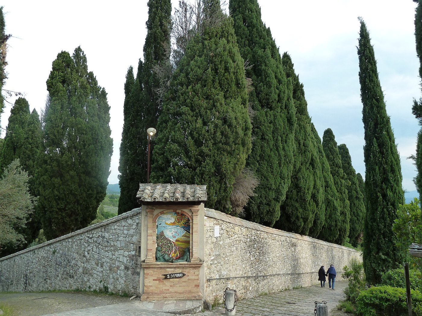 Cipreste (Cupressus sempervirens) — foto real da espécie