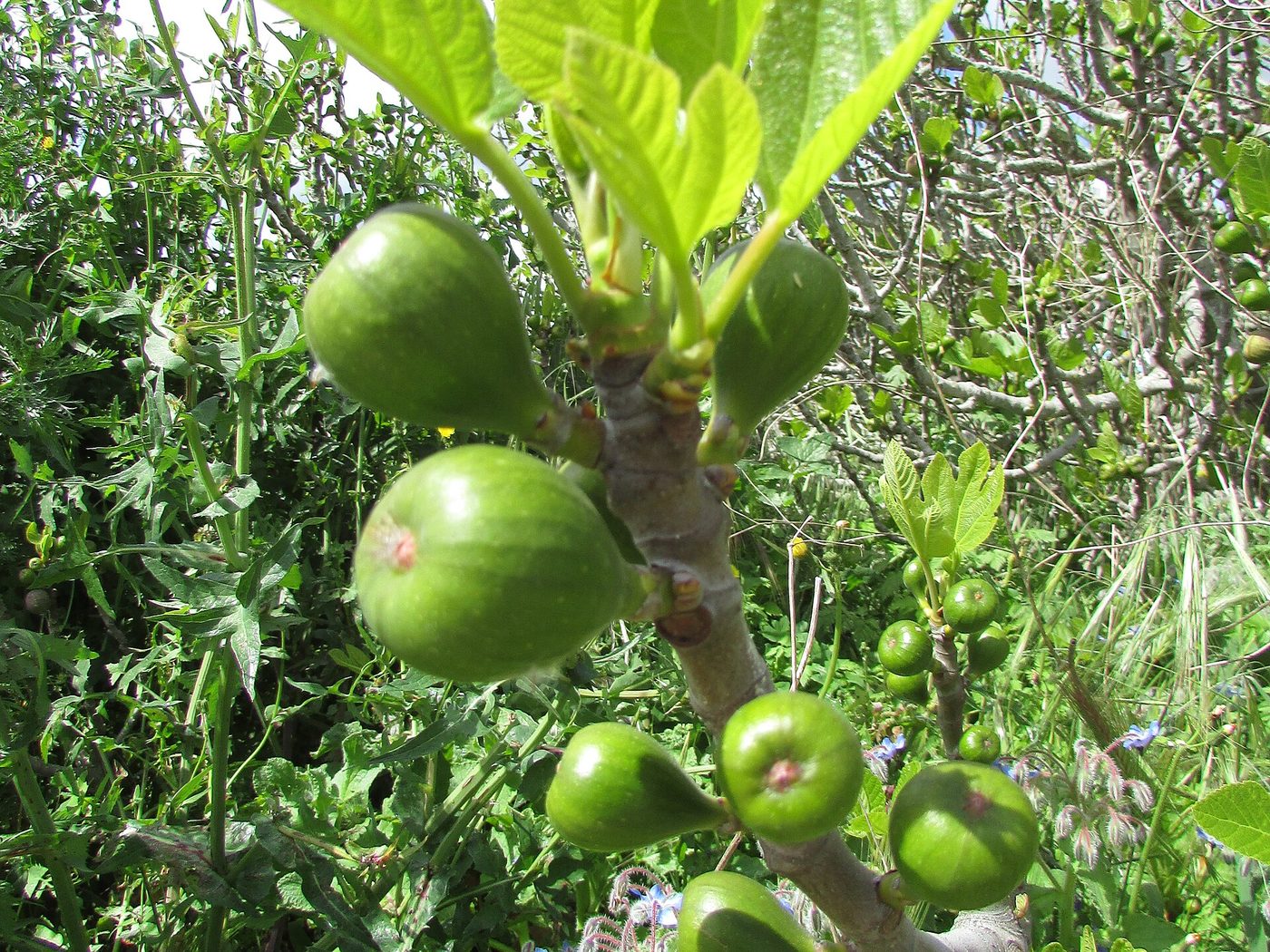 Figueira (Ficus carica)