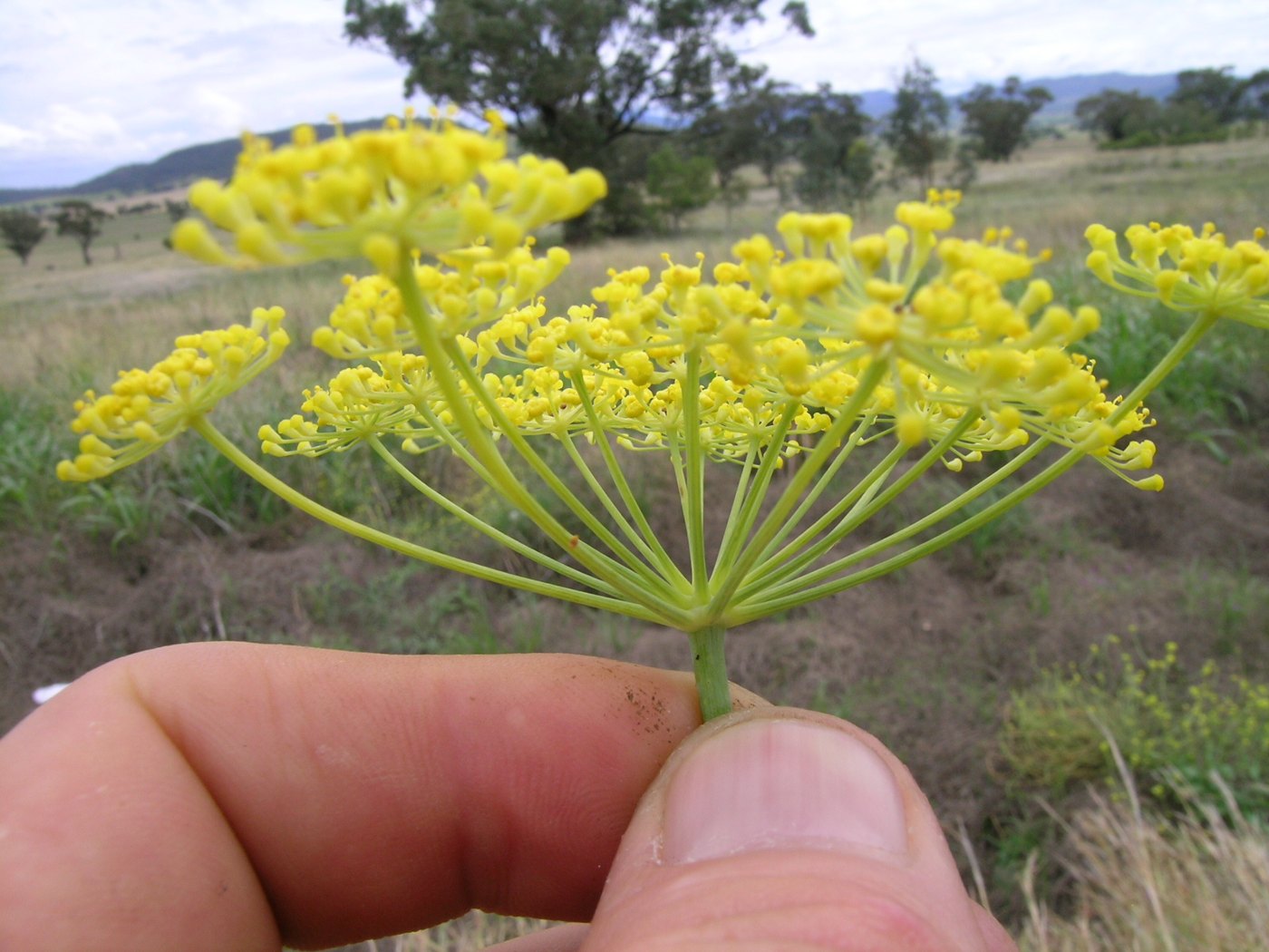 Funcho (Foeniculum vulgare) — foto real da espécie