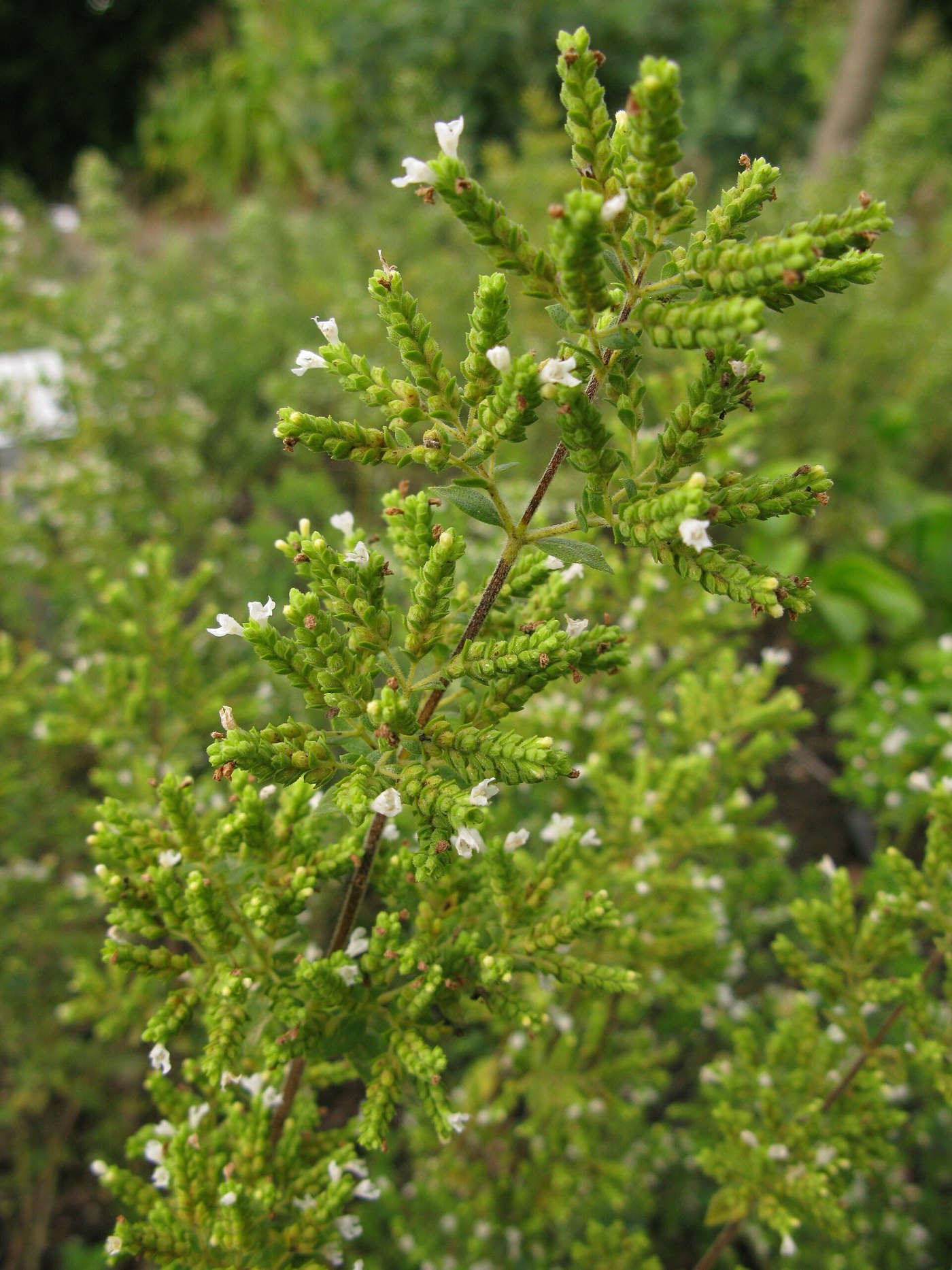 Hissopo (Origanum syriacum) — foto real da espécie