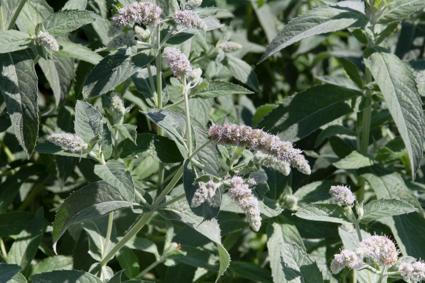 Hortelã (Mentha longifolia) — foto real da espécie
