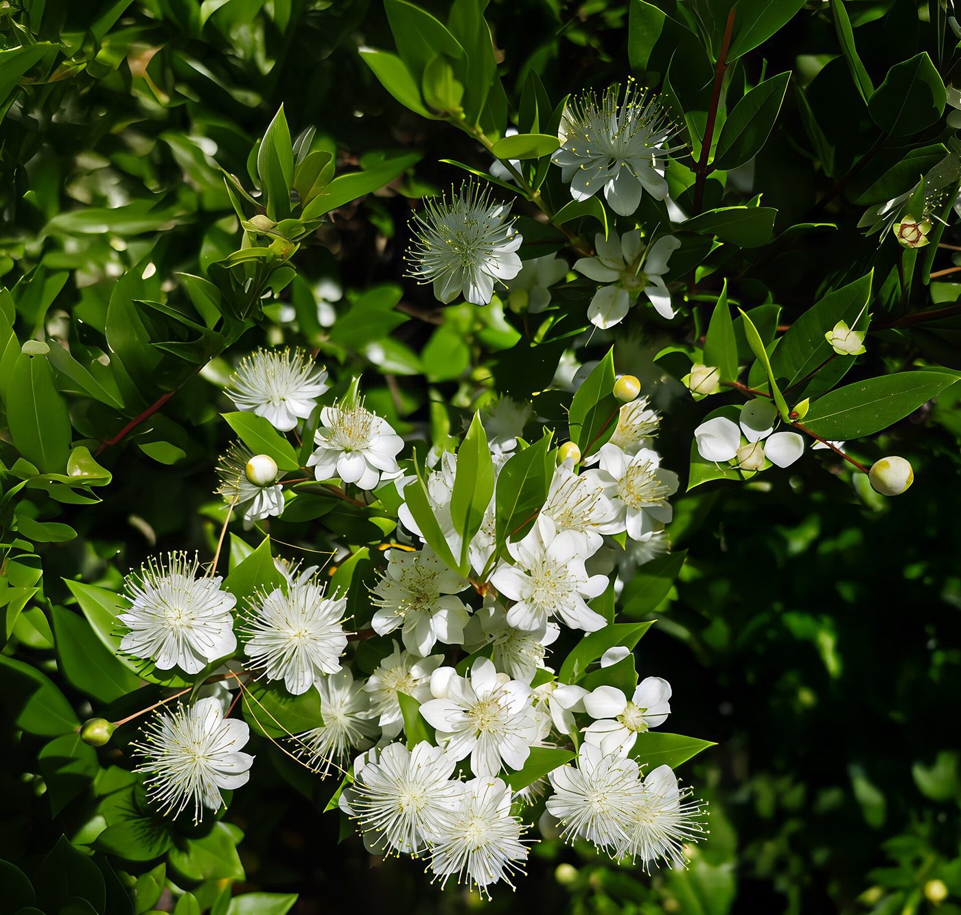 Murta (Myrtus communis) — foto real da espécie