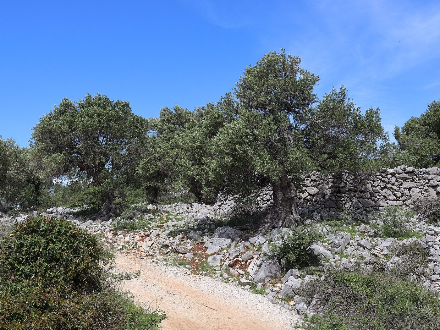 Oliveira (Olea europaea)