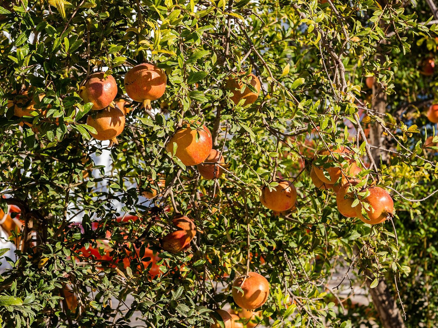 Romãzeira (Punica granatum)