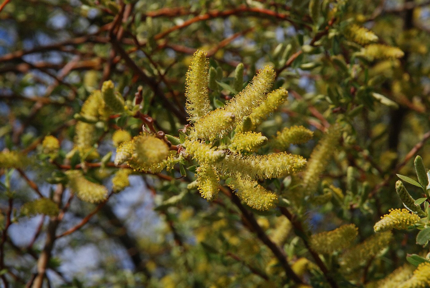 Salgueiro (Salix acmophylla) — foto real da espécie