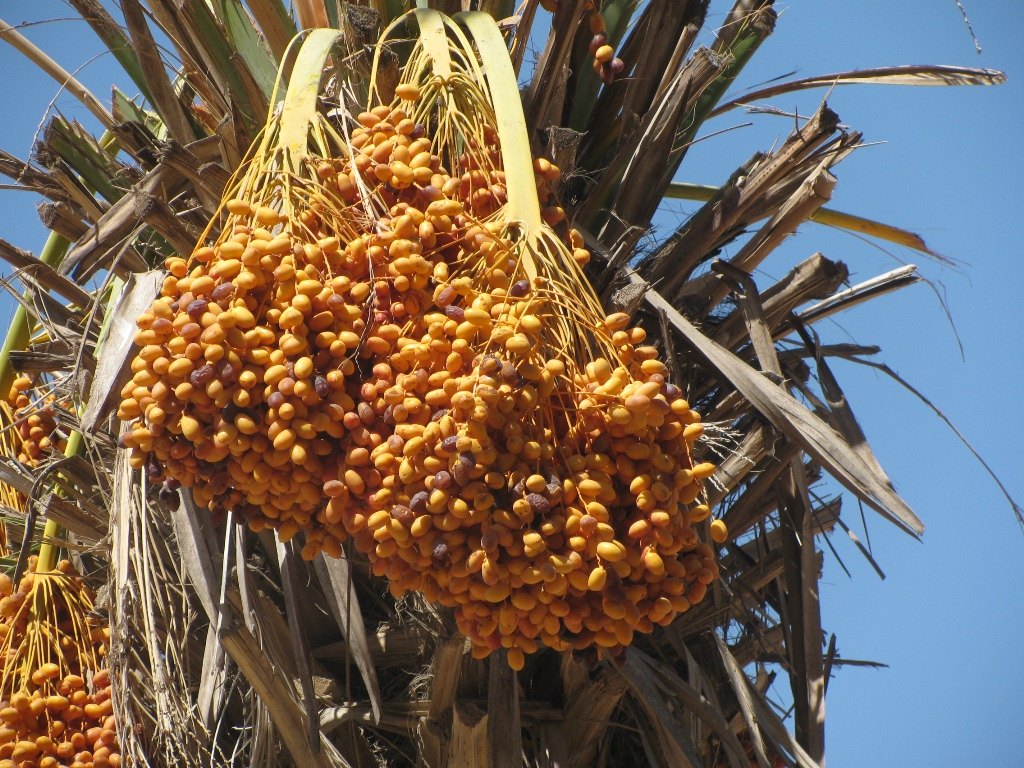 Tamareira (Phoenix dactylifera) — foto real da espécie
