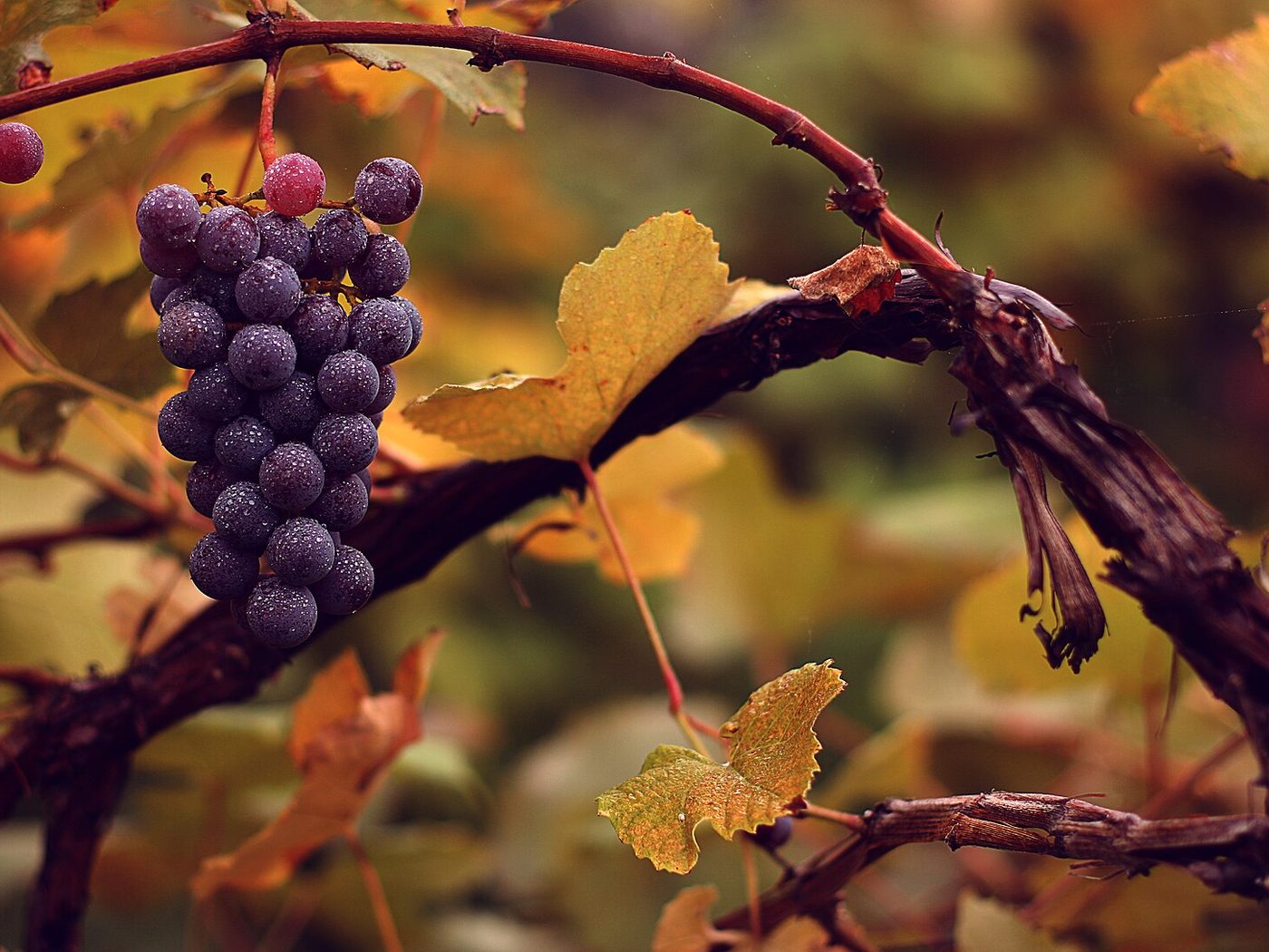 Videira (Vitis vinifera)